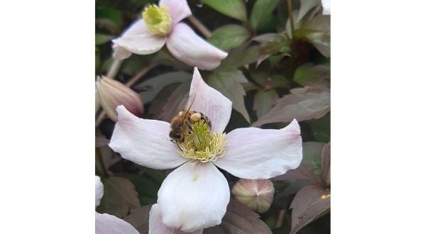 honey bee on flower